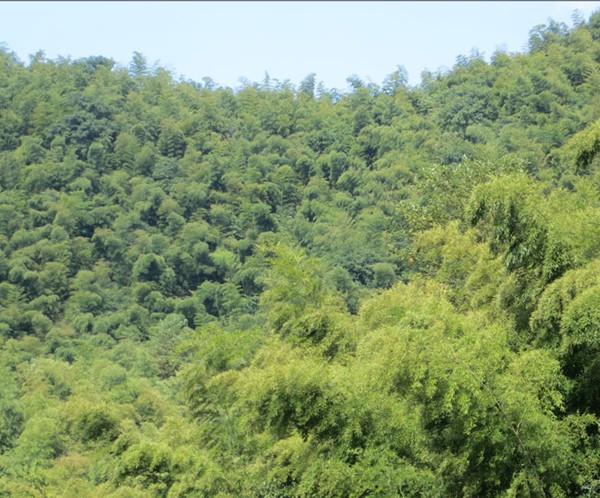 竹子的特點(diǎn)